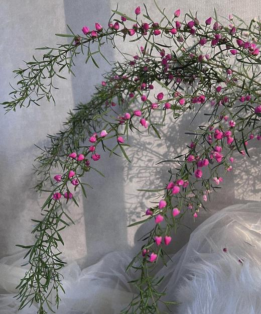 【小寿桃】菠萝蜜花 玫红色  扎 商品图1