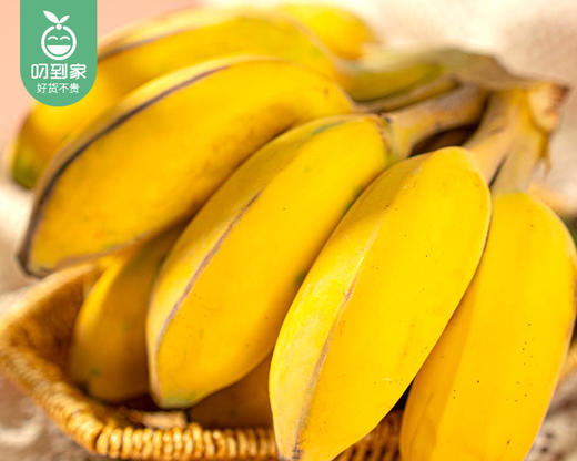 漳州上琯小胖蕉（苹果蕉）/1箱（1.5kg±50g） 商品图2