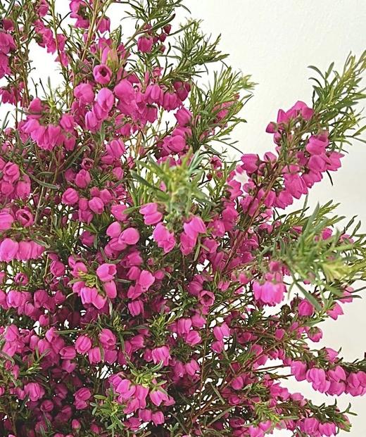 【小寿桃】菠萝蜜花 玫红色  扎 商品图10