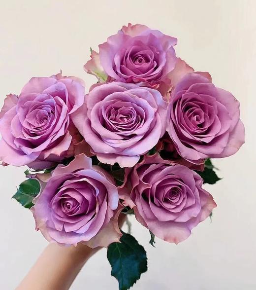 紫霞仙子玫瑰10枝 商品图0