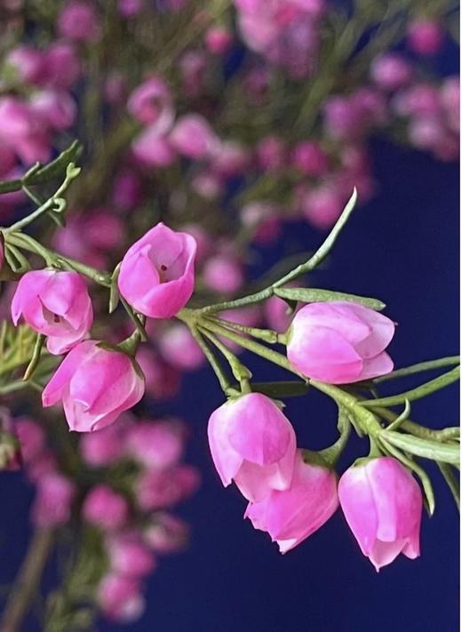 【小寿桃】菠萝蜜花 玫红色  扎 商品图2