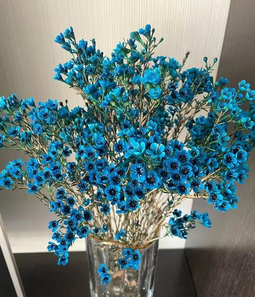 澳洲腊梅一束（拼团） 商品图4