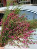 【小寿桃】菠萝蜜花 玫红色  扎 商品缩略图3