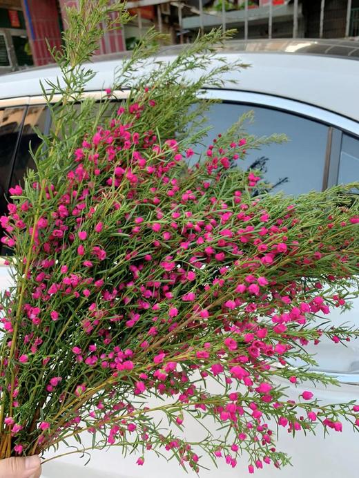 【小寿桃】菠萝蜜花 玫红色  扎 商品图3