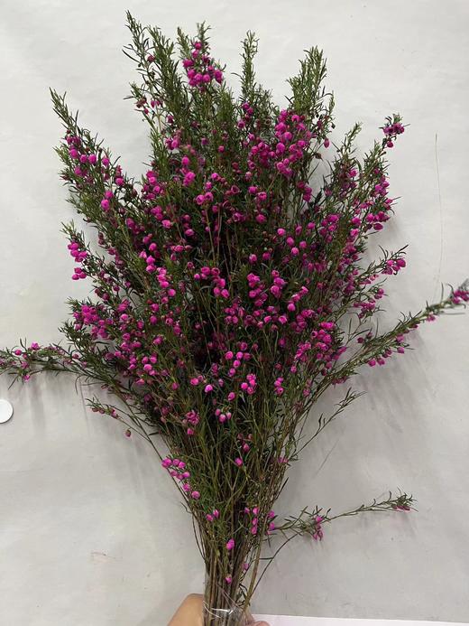 【小寿桃】菠萝蜜花 玫红色  扎 商品图9