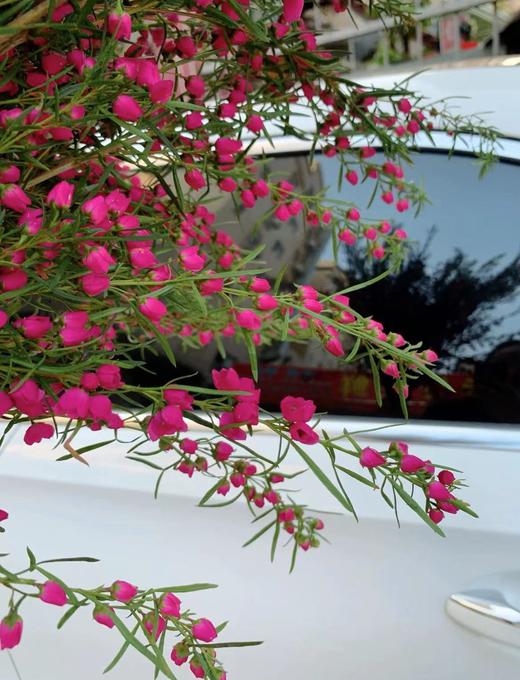 【小寿桃】菠萝蜜花 玫红色  扎 商品图5