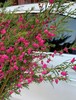 【小寿桃】菠萝蜜花 玫红色  扎 商品缩略图4