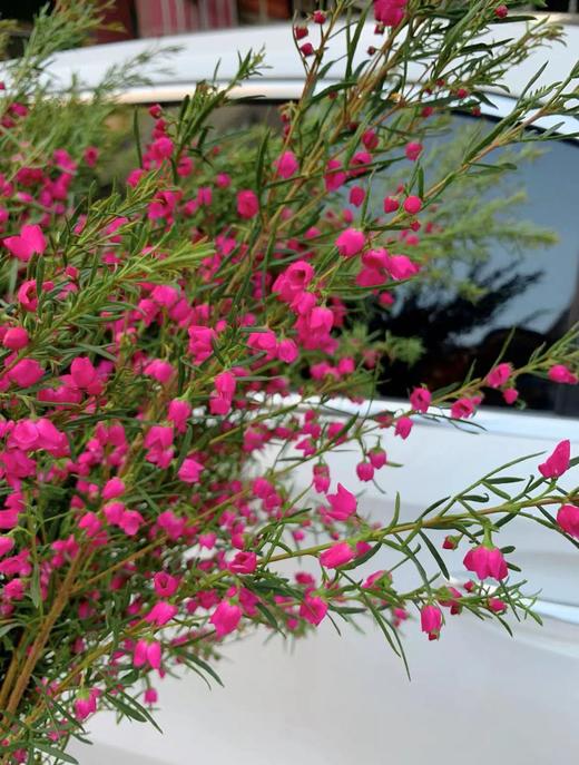 【小寿桃】菠萝蜜花 玫红色  扎 商品图4