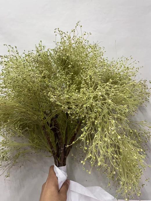 【醉春烟】柔丝  若干枝/扎 商品图6