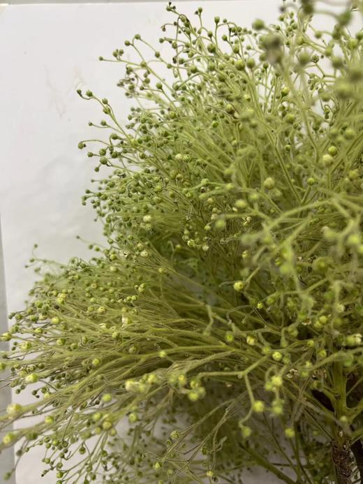 【醉春烟】柔丝  若干枝/扎 商品图5