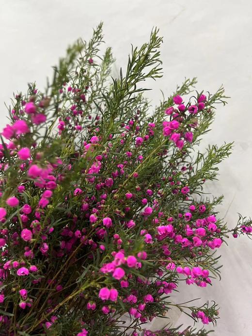 【小寿桃】菠萝蜜花 玫红色  扎 商品图7