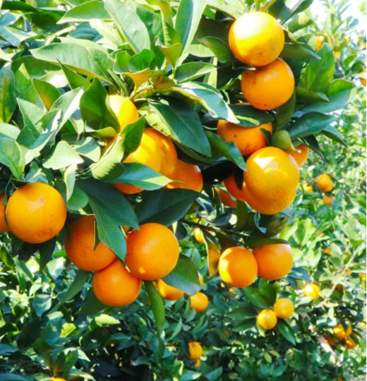 伦晚帝王春橙，只在春天见，细嫩爆汁，“橙”意十足 商品图4