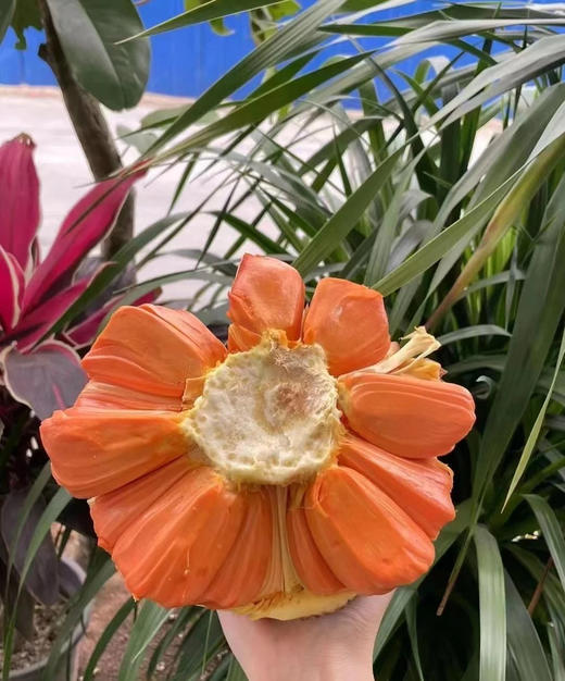 印尼🇮🇩红肉菠萝蜜，菠萝蜜中的天花板 Q弹甜香，纯正爽脆的口感，丰富细腻的蜜香味 商品图1