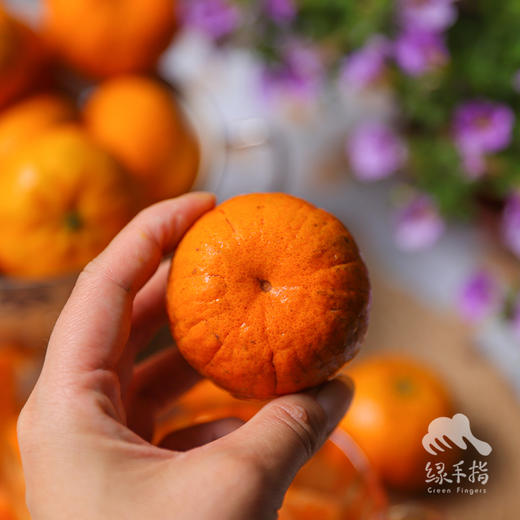 生态南瓜橘 | 合作生产 *Ecological Pumpkin Orange | Coproduction 商品图4