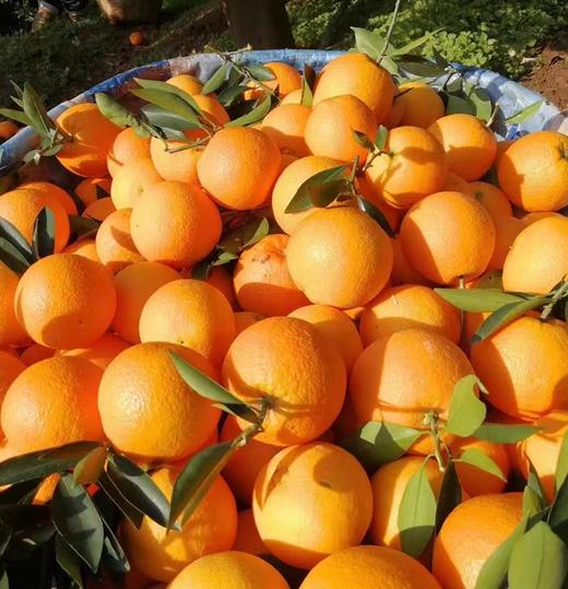 伦晚帝王春橙，只在春天见，细嫩爆汁，“橙”意十足 商品图5