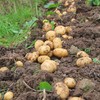 2026年老品种马尔科洋芋 高山农家种植（恩施） 商品缩略图1