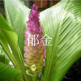 郁金——兰陵美酒郁金香，添香解郁染衣物