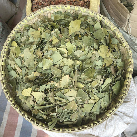 银杏叶 商品图0