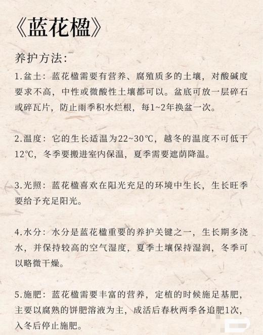 蓝花楹小盆栽 （每支形态不同，介意慎拍）  商品图2