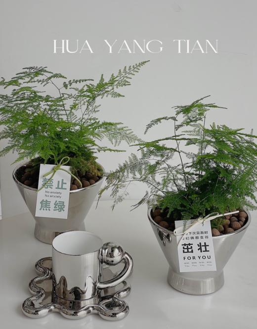 文竹盆栽 （每支形态不同，介意慎拍）  商品图0
