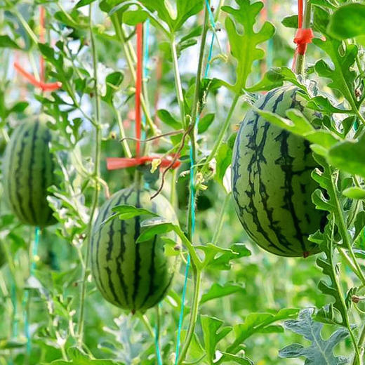 【山东好物】手撕小西瓜 3斤/4.5斤  京东直达 商品图4