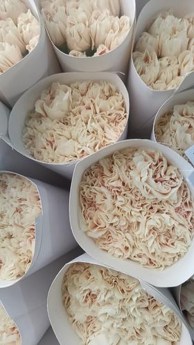 单头康乃馨 | 初吻