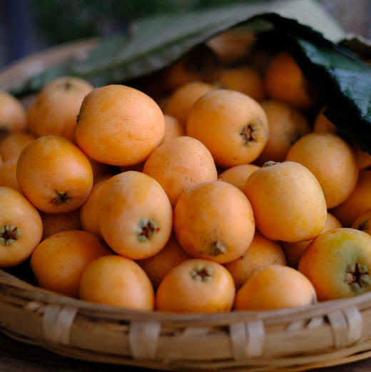 攀枝花米易二十年老树野枇杷，地标产品，高山山顶野蛮生长 九甜一酸核小多汁 浓郁枇杷味 自然生长5斤装 商品图0