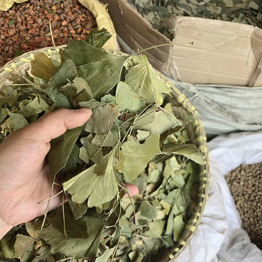 银杏叶 商品图2