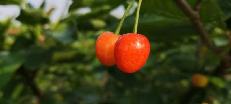 【预售】本地樱桃正当时 仅限自提哟或者滴滴