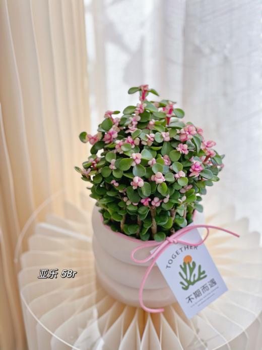 亚乐盆栽 （每盆形态不同，介意慎拍）  商品图0