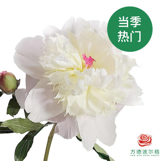 四川芍药  白色重瓣-玲珑玉 10枝一扎 商品图0