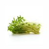 有机豌豆苗  Organic Pea Sprouts 商品缩略图1