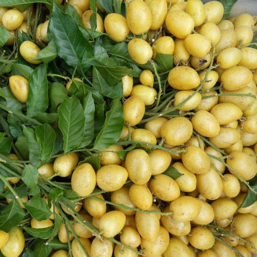 黄皮干 200g/罐*3 商品图6