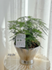 文竹盆栽 （每支形态不同，介意慎拍）  商品缩略图1