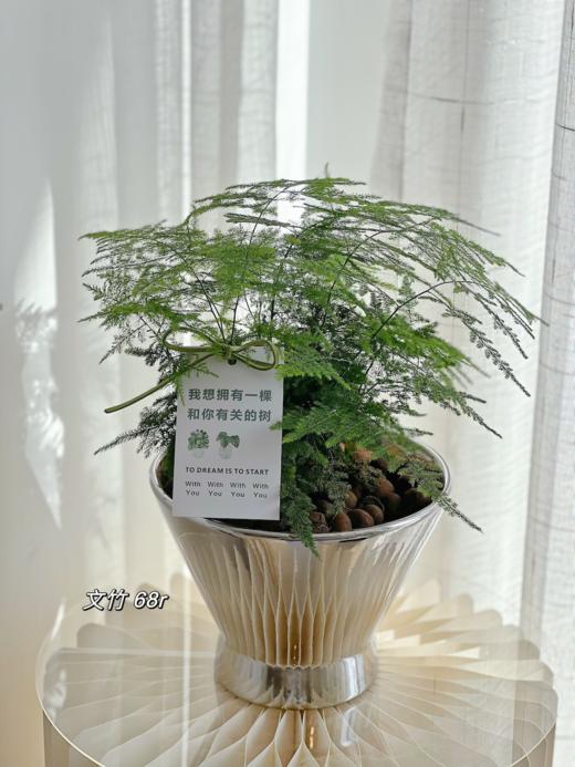 文竹盆栽 （每支形态不同，介意慎拍）  商品图1