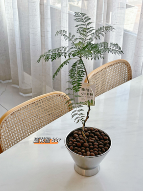 蓝花楹小盆栽 （每支形态不同，介意慎拍） 