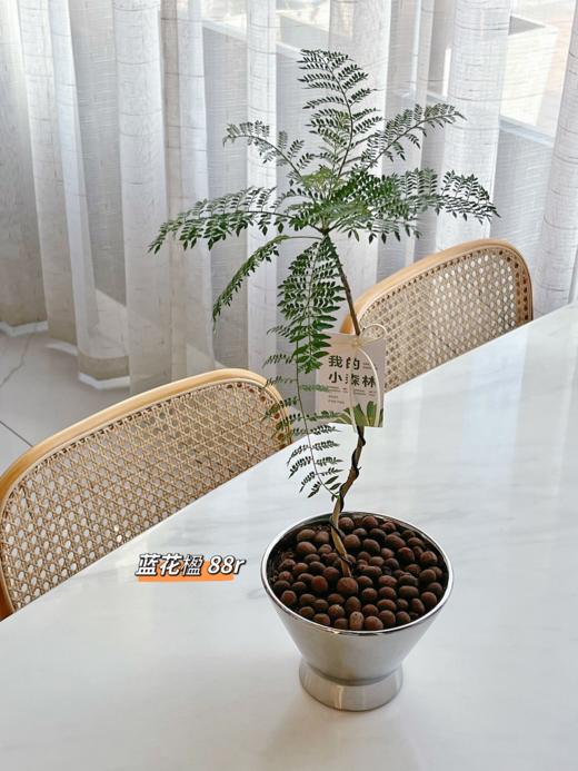 蓝花楹小盆栽 （每支形态不同，介意慎拍）  商品图0
