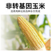 【远系玉米新升级   甜粒糯粒1:1】  远系玉米 🌽 一棒玉米两种口感  玉米届中的“劳斯莱斯”​ 🌽 非近亲杂交！种源正宗！！非转基因！无添加 ​ 🌽 商品缩略图4