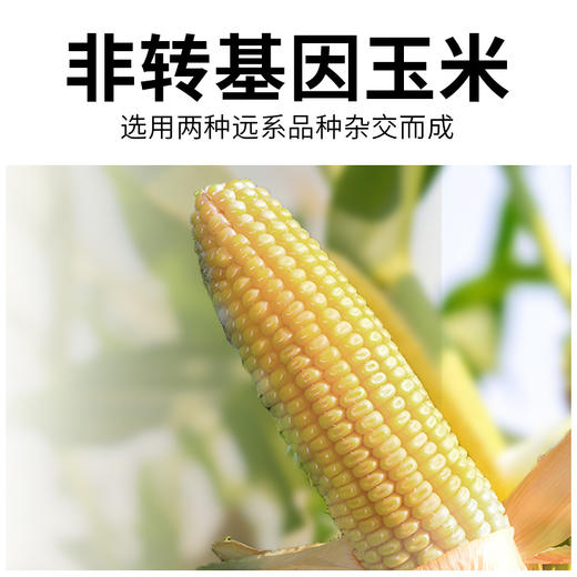 【远系玉米新升级   甜粒糯粒1:1】  远系玉米 🌽 一棒玉米两种口感  玉米届中的“劳斯莱斯”​ 🌽 非近亲杂交！种源正宗！！非转基因！无添加 ​ 🌽 商品图4