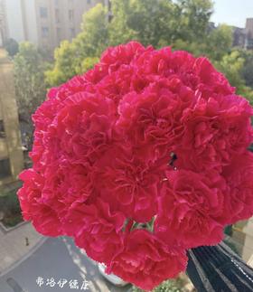 单头康乃馨 | 弗洛伊德