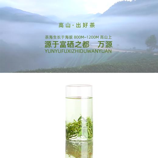 巴山早2024新茶预售毛峰绿茶250g袋装 茶园直销 预计4月10日发货 商品图3