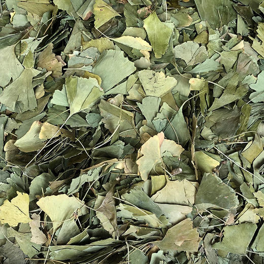 银杏叶 商品图1