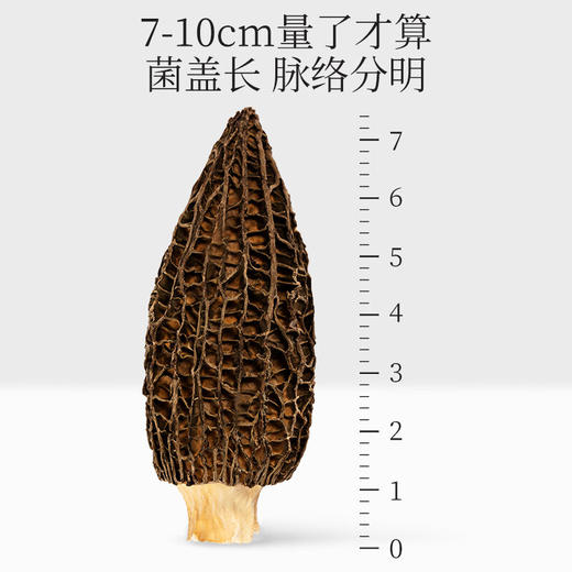 神农金康 羊肚菌新鲜羊肚菌干货  新中式滋补礼 原生态真滋补 喝护家人健康 商品图5