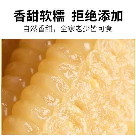 【远系玉米新升级   甜粒糯粒1:1】  远系玉米 🌽 一棒玉米两种口感  玉米届中的“劳斯莱斯”​ 🌽 非近亲杂交！种源正宗！！非转基因！无添加 ​ 🌽 商品图5