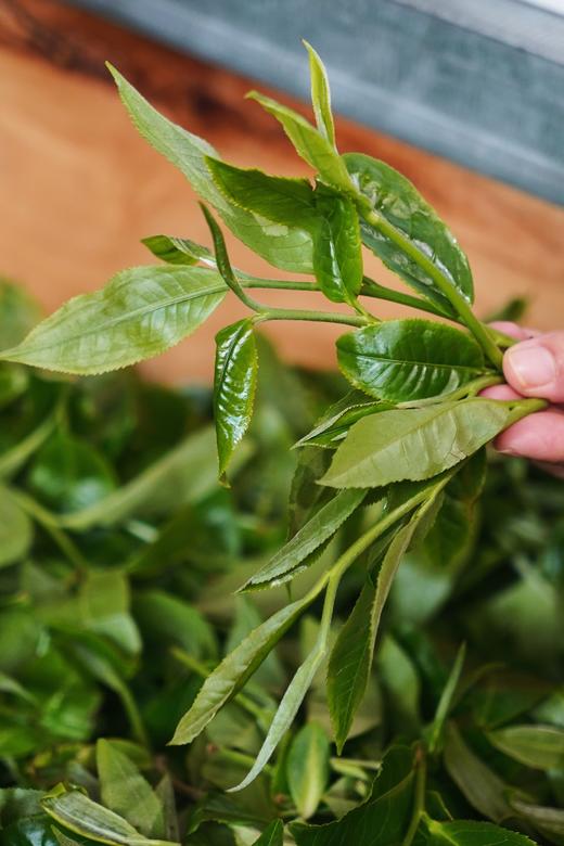 【2025年野芳古树】500年以上纯野放古树茶，特别的普洱“妖”气！ 商品图3