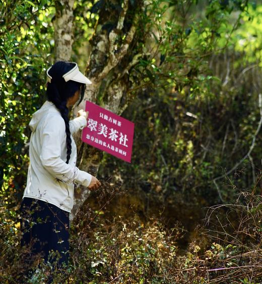 【2025年野芳古树】500年以上纯野放古树茶，特别的普洱“妖”气！ 商品图2