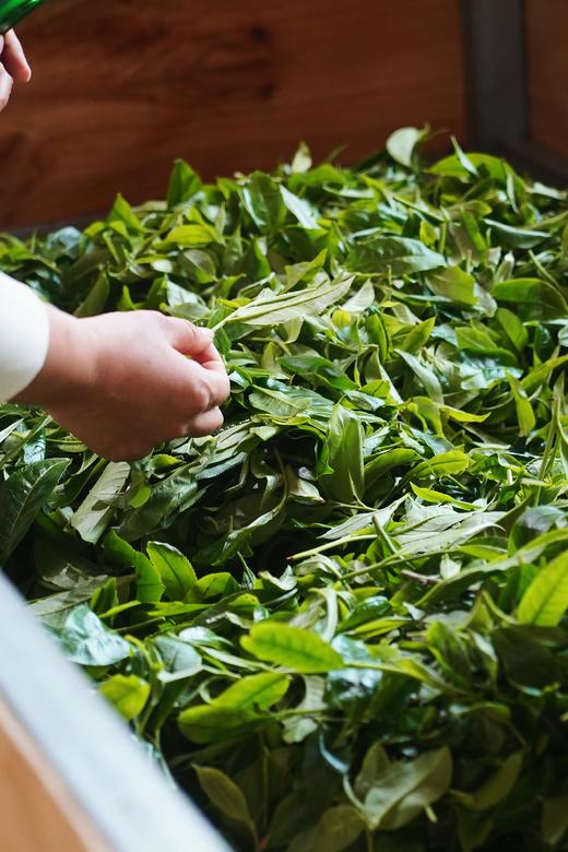 【2025年野芳古树】500年以上纯野放古树茶，特别的普洱“妖”气！ 商品图4