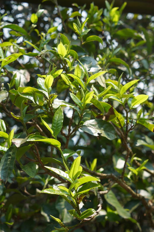 2024【冰岛头春】冰岛老寨 古树纯料 商品图6