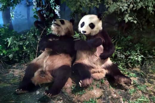 探索国家动物博物馆 商品图8