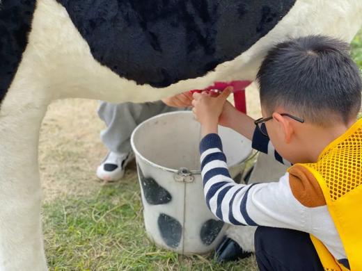 3.21下午场+春假专场❗️春日牧场狂欢~“小小奶农”集结啦！58元去新希望牧场探鲜！跟小奶牛亲密接触、学习挤牛奶，畅玩超长牛奶滑梯，打卡青贮窖池、时光湾、犊牛岛、食育乐园 商品图5